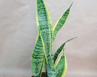Sansevieria Sp Mecufi Mozambique Medium Size Rare Snake Plant - Etsy