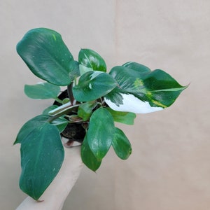 Philodendron White Knight in 3 Inch Pot – Rare Variegated Aroid, Climbing Houseplant, Live Indoor Tropical Plant with White Foliage