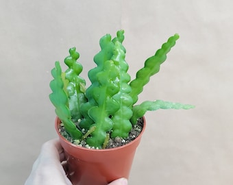 Rare Fishbone Zig zag Cactus plant live rare indoor houseplants in 4 inch pot