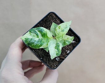 Ficus Shivereana moonshine live rare indoor houseplants in 3 inch pot