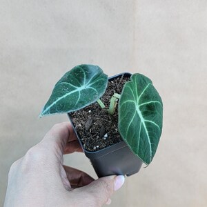 Alocasia Black Velvet live rare indoor houseplants in 3 inch pot