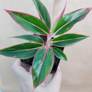Aglaonema Siam Aurora: Red-Edged Chinese Evergreen - Easy Tropical Houseplant