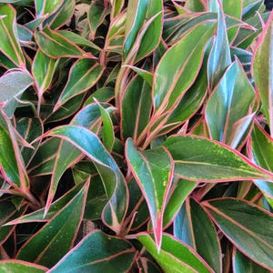 Aglaonema Siam Aurora: Red-Edged Chinese Evergreen in 3 Inch Pot