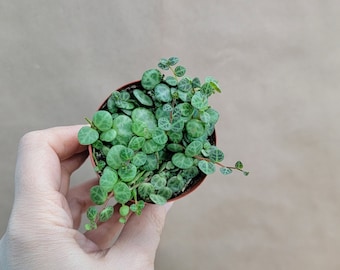 String of Turtles ,Peperomia prostrata live rare indoor houseplants in 3 inch pot