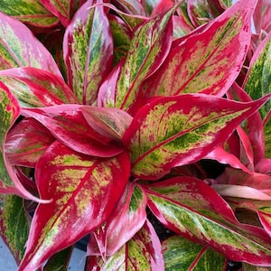 Aglaonema Red Creta: Rare Indoor Houseplant in 3-Inch Pot