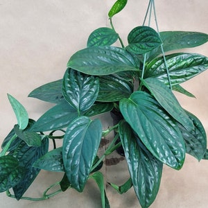 Monstera Peru live rare indoor houseplants in 3 inch pot