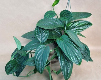 Monstera Peru live rare indoor houseplants in 3 inch pot