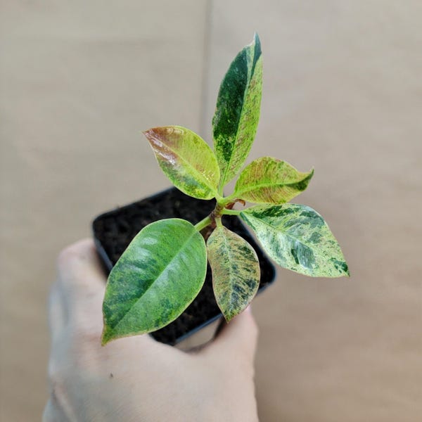 Variegated Ficus Shivereana: Rare Tropical Indoor Plant - Easy Care