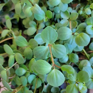 Peperomia Hope in 4 Inch Nursery Pot - Exotic Tropical Indoor Houseplants Live