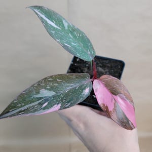 Philodendron Marble Galaxy Pink Princess in 4 Inch Pot – Rare Variegated Aroid with Pink & White Mottling, Live Tropical Houseplant