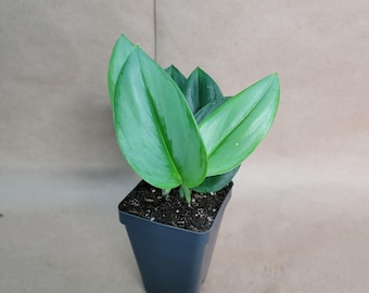 Rare Scindapsus Yupa Variegated | US Seller | New Growth | Exact