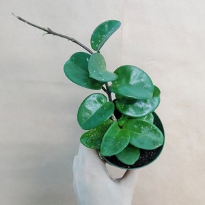 Hoya Carnosa Chelsea live rare indoor houseplants in 4 inch pot