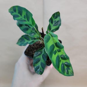 Calathea Rattlesnake Plant: Live Tropical Prayer Plant, Pet-Friendly