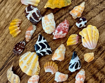 Hawaii shell chips