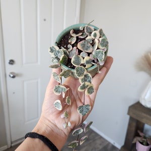 Variegated string of hearts