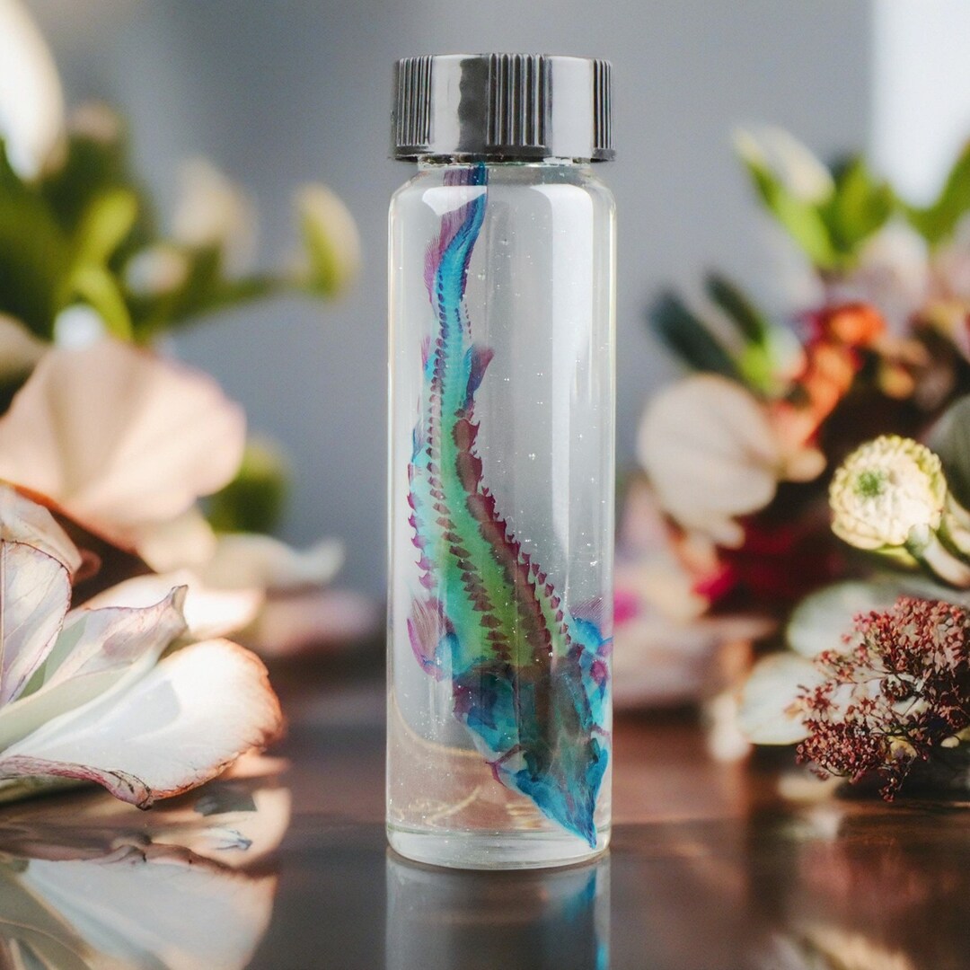 Make Fish Specimen Transparent Mysterious Dyed Fish Bone Specimens, Real Dyed Specimens ...