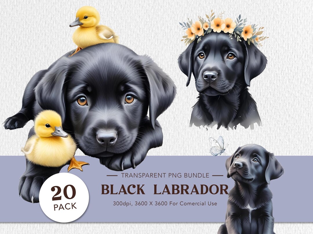 Black Lab Puppy Watercolor Clipart: 20 PNG Art Bundle - Etsy