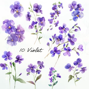 Può includere: Illustrazione ad acquerello di fiori di violetta viola con steli e foglie verdi. L'immagine include il testo "10 Violet" in scrittura nera. I fiori sono in varie fasi di fioritura.