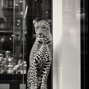 May include: A black and white leopard stands behind a glass storefront, looking out at the viewer. The leopard is in a seated position with its front paws on the ground and its back legs slightly bent. The leopard's fur is spotted and its tail is curled behind it.