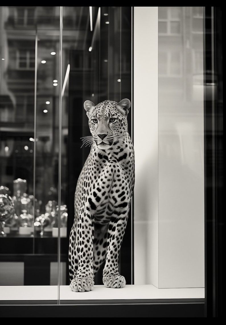 May include: A black and white leopard stands behind a glass storefront, looking out at the viewer. The leopard is in a seated position with its front paws on the ground and its back legs slightly bent. The leopard's fur is spotted and its tail is curled behind it.