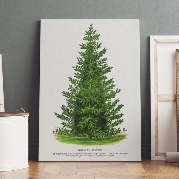 Norway Spruce, Tree Lithograph, Botanical Specimen,  Canvas, Print, Wall Art, Home Decor, Norway Spruce Canvas, Norway Spruce Print