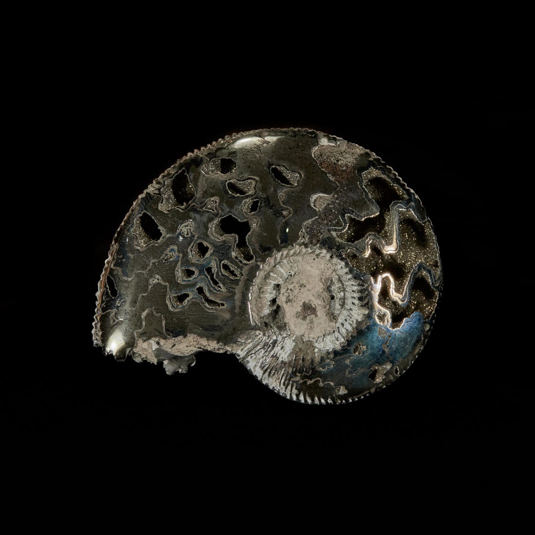 Pyritized Shells Rare Pyritized Ammonite Shell Fossil 59x46mm. - Etsy