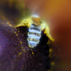 Op de afbeelding: Close-up van een bij met gele en zwarte strepen, vleugels gespreid, rustend op een donkerpaars oppervlak. De bij is bedekt met gele pollen. De afbeelding is zacht gefocust, met de letters "gws" zichtbaar.