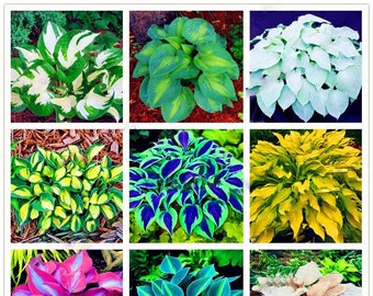 200pcs Rare White Lace Ground Cover Perennial Lily Hosta Seeds Mixed