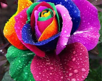 Rare Holland Rainbow Rose Seeds Multicolor