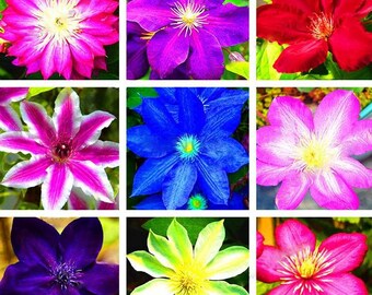 103 Pcs Mixed Clematis Flower Seeds Set