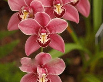 Pink Orchid Flower Seeds 100pcs Pack