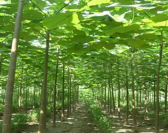 500pcs Paulownia Elongata Fastgrowing Forest Tree Seeds