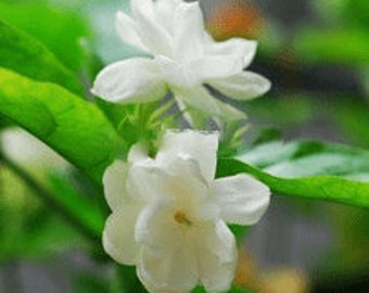 50pcs Arabian Jasmine Seeds Pure White Variety