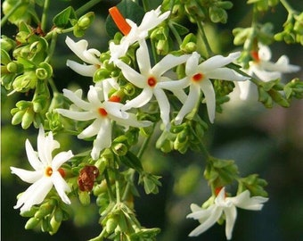 20pcs Night Blooming Jasmine Seeds Pack