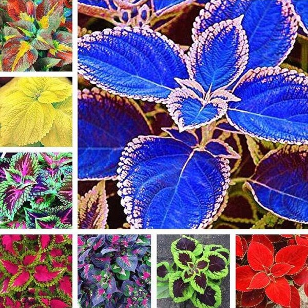 100pcs Colorful Coleus Seeds For Decoration