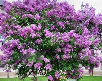 Purple Lilac 50pcs Flowering Shrub Seeds