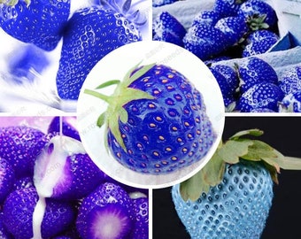 50 graines de fraises bleues rares