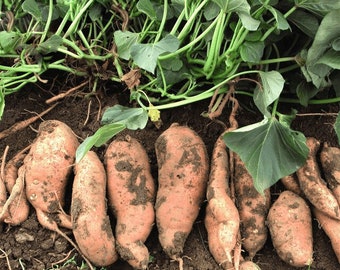 20 piezas de semillas de batata para cultivo.