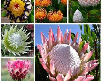 Protea 50pcs Fresh Variety Complete Seeds