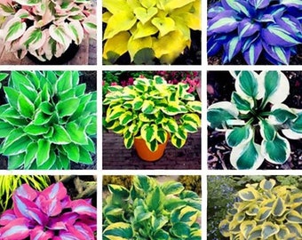 200pcs Mixed Colorful Hosta Flower Seeds