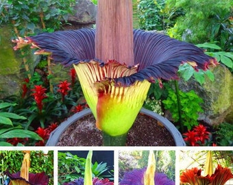 Titan Arum Corpse Flower Seeds 10pcs