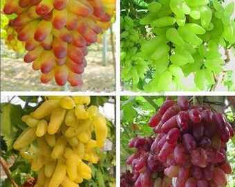 Mixed Grape Varieties Seeds 40 Pieces Pack