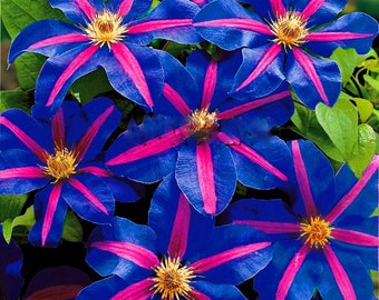 Climbing Clematis Flower Seeds Collection