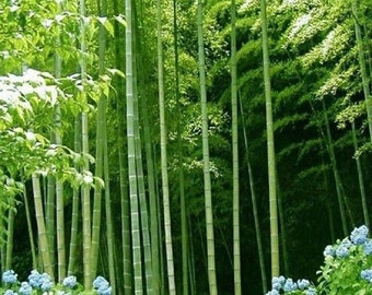 Moso Bamboo S Seeds Phyllostachys Pubescens Hardy