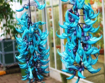 Exotic Strongylodon Macrobotrys Vine Seeds 10pcs