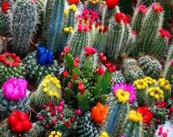 Cactus Succulent Seeds 200pcs Decorative