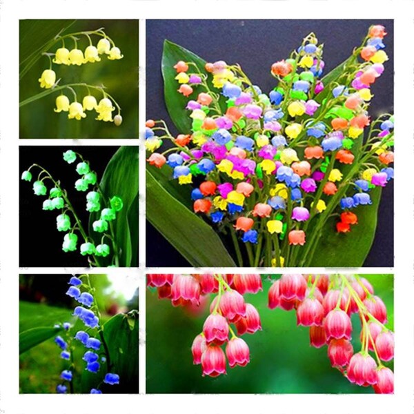 Muguet 120 pcs Graines Aromatiques