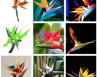 Exotic Bird Paradise Hybrid Seeds 100 Pcs