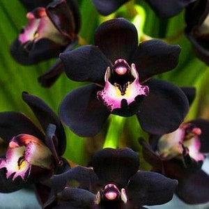 Exotic Black Cymbidium Faberi Orchid Seeds 100pcs
