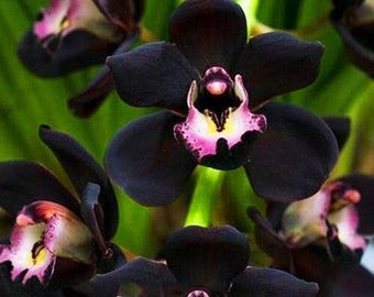 100 graines d'orchidée noire exotique Cymbidium Faberi